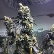 sher-biker-cannabis-seeds-karma