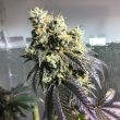 sher-biker-cannabis-seeds-karma