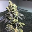 sher-biker-cannabis-seeds-karma