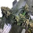 sher-biker-cannabis-seeds-karma