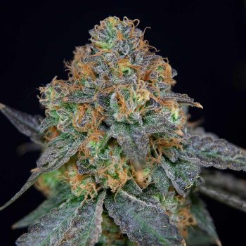 Sherbdog Female Weed Seeds by Grateful Seeds