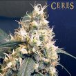 skunk_cannabis_seeds