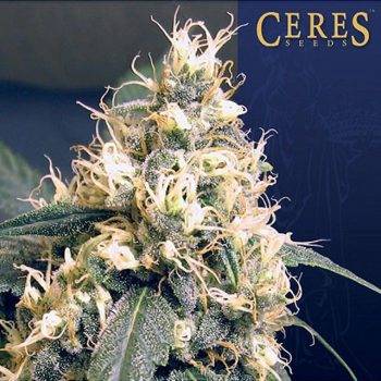 Skunk Cannabis Seeds By Ceres Seeds