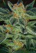 skunk-xxx-thseeds