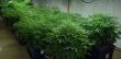 skunk-xxx-thseeds