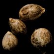 skywalker-kush-female-weed-seeds-reserva-privada