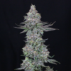 compound genetics slipstream seeds