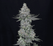 slipstream-compound-genetics-feminized-seeds