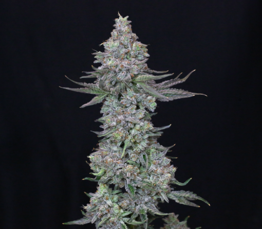 compound genetics slipstream seeds