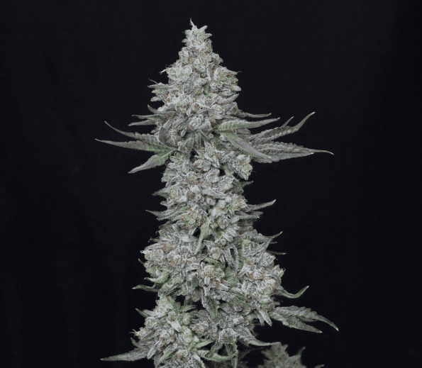 slipstream-compound-genetics-feminized-seeds compound genetics slipstream seeds