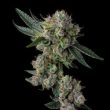 slipstream-compound-genetics-feminized-seeds
