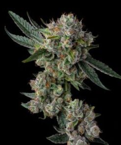 slipstream by compound genetics seeds