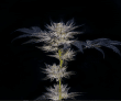 slipstream-compound-genetics-feminized-seeds