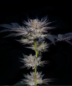 compound genetics slipstream seeds