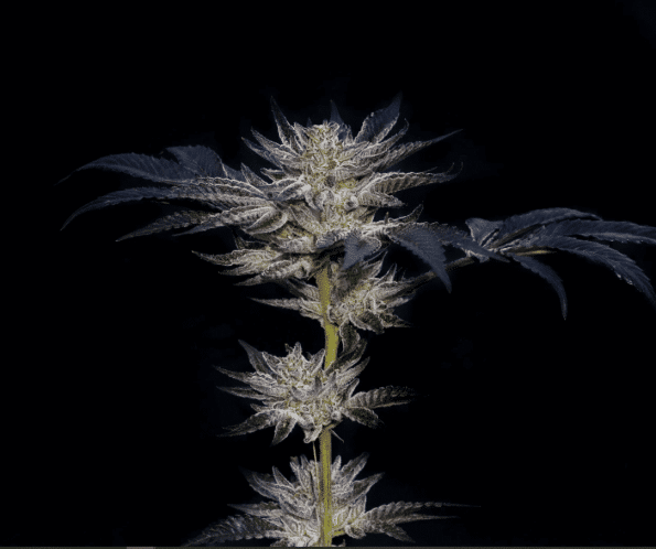 slipstream-compound-genetics-seeds-feminized-seeds compound genetics slipstream seeds