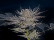slipstream-compound-genetics-feminized-seeds