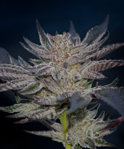 slipstream by compound genetics seeds