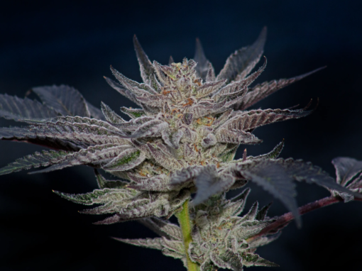 slipstream by compound genetics seeds