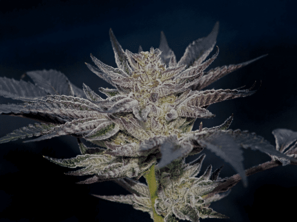 slipstream-compound-genetics-seeds-feminized-weed-seeds slipstream by compound genetics seeds