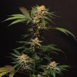 solero-dampkring-seeds_1