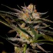 solero-dampkring-seeds_1