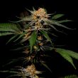 solero-dampkring-seeds_1