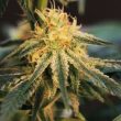 solero-dampkring-seeds_1