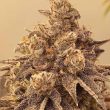 sour-cuntz-female-weeds-conscious-genetics