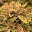 sour-cuntz-female-weeds-conscious-genetics