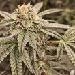 sour-cuntz-female-weeds-conscious-genetics