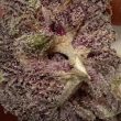 sour-cuntz-female-weeds-conscious-genetics