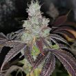 sour-kuntz-weed-seed-pheno-finders-seeds