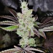 sour-kuntz-weed-seed-pheno-finders-seeds