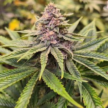 Sour Mckuntz Female Weed Seeds by Conscious Genetics
