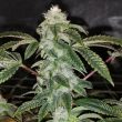 sowah-sherbert-cannabis-seeds