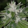 sowahh-regular-cannabis-seed-karma-genetics