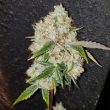 big-buddha-space-invaders-feminized-cannabis-seeds