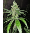 big-buddha-space-invaders-feminized-cannabis-seeds