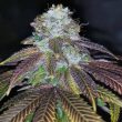 squirterz-weed-strain-pheno-finders-seeds