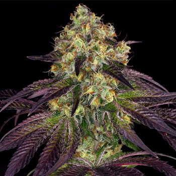 Stracciatella Female Cannabis Seeds by T.H.Seeds