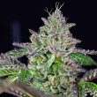 straw-melon-weed-seeds-grateful-seeds