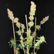 serious-seeds—strawberry-akeil