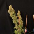 serious-seeds—strawberry-akeil