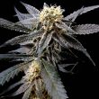 strawberry-banana-female-weed-seeds-reserva-privada