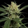 strawberry-banana-female-weed-seeds-reserva-privada