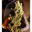 holy-smoke-seeds-strawberry-cane-feminized-cannabis-strain