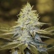 strawberry-glue-thseeds-weed-strain