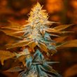 strawberry-glue-thseeds-weed-strain