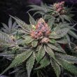 strawberry-glue-thseeds-weed-strain