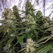 strawberry-dwagpound-holy-smoke-seeds-cannabis-seeds